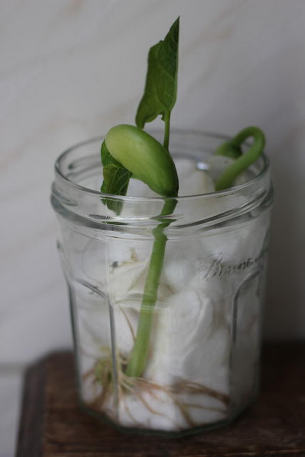 Growing Beans on Cotton Balls Science Project for Kids. This is a really easy, visual way to teach children about root systems. It’s very exciting to watch how FAST the plants grow!