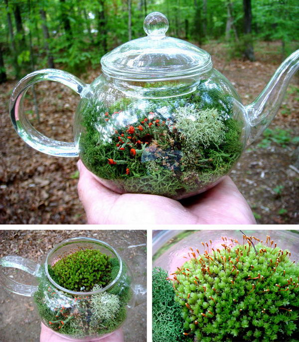 Tea Pot Terrarium. If you wish to add a romantic and rustic touch to your afternoon tea time table, transform a transparent glass teapot into a terrarium, with different kinds of plants, placed as a centerpiece.