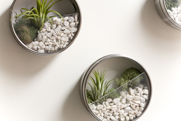 DIY Terrarium Favors on Wall. Magnetic metal tins are the perfect containers for tiny vertical terrariums. These vertical terrarium wedding favors make great gifts because they don’t take any room.