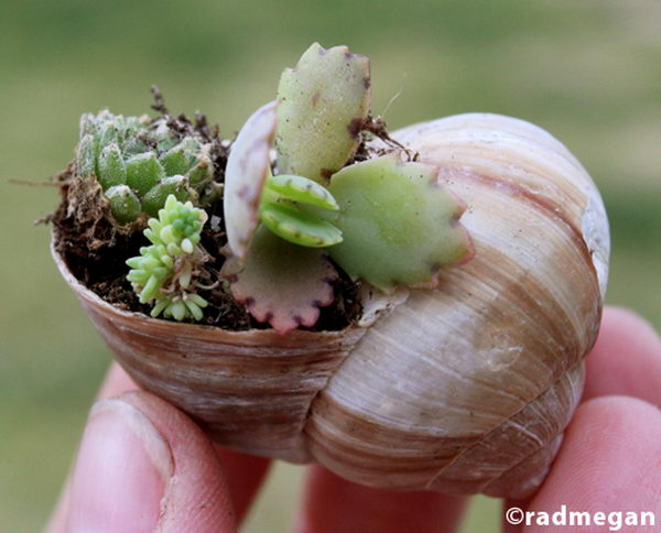 DIY Miniature Shell Garden.