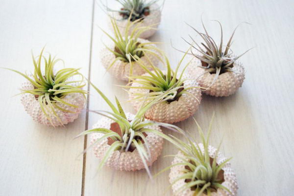 Sea Urchin Air Plants.
