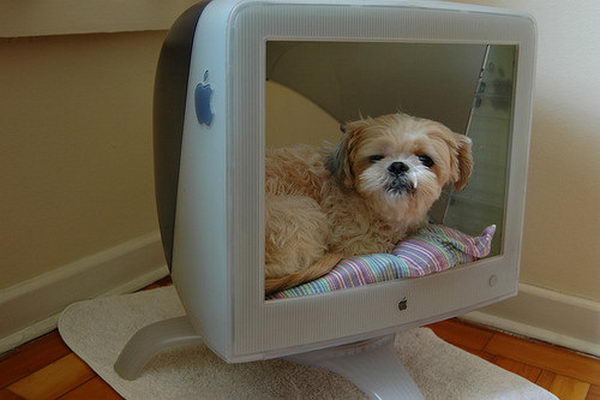 Cool Pet Bed Ideas. Unused stuff at your home can be recycled and turned into pet beds that looks packed yet stylish.