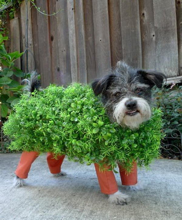 Cool Pet Costumes for Halloween.