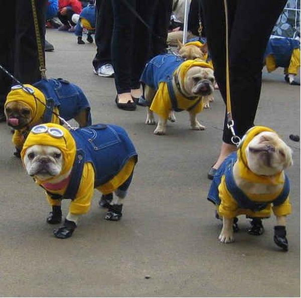 Cool Pet Costumes for Halloween.