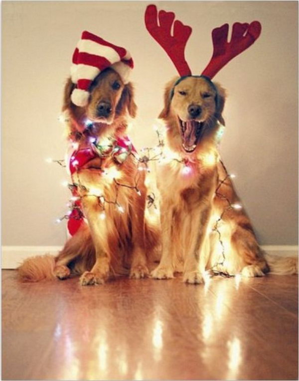 Dogs with Christmas Lights.