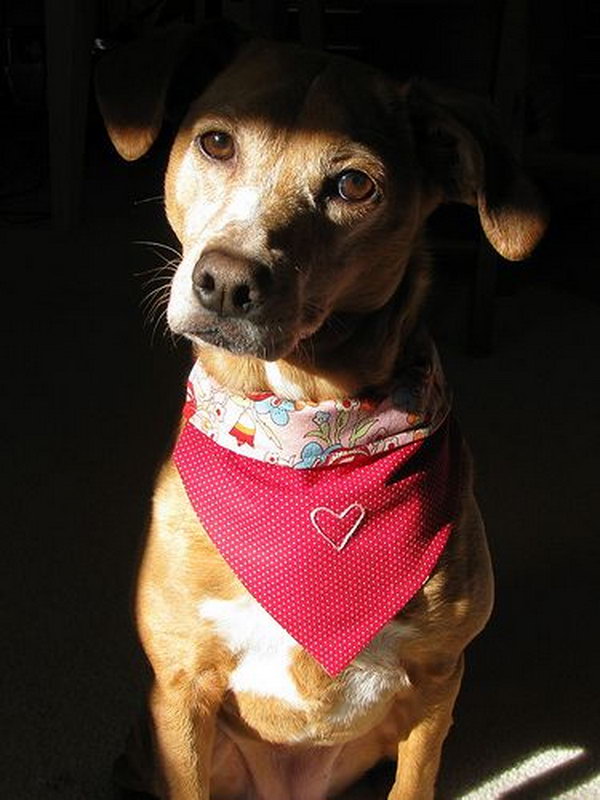 DIY slip on collar bandana. A fun and funky fashion statement for your pet.