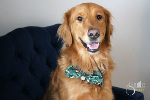 doggie bow tie. A fun and funky fashion statement for your pet.