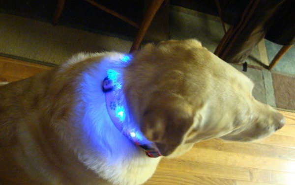 LED dog collar. A fun and funky fashion statement for your pet.