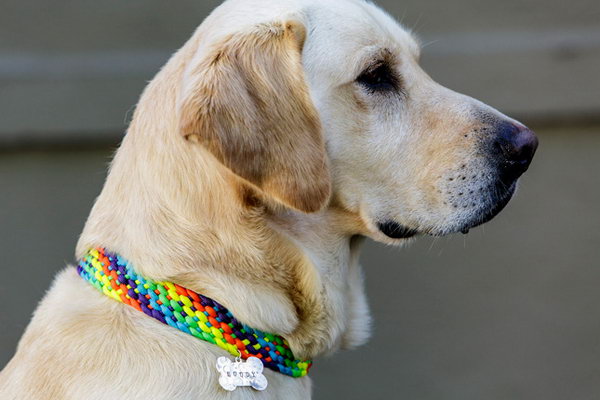 rainbow colored dog collar. A fun and funky fashion statement for your pet.