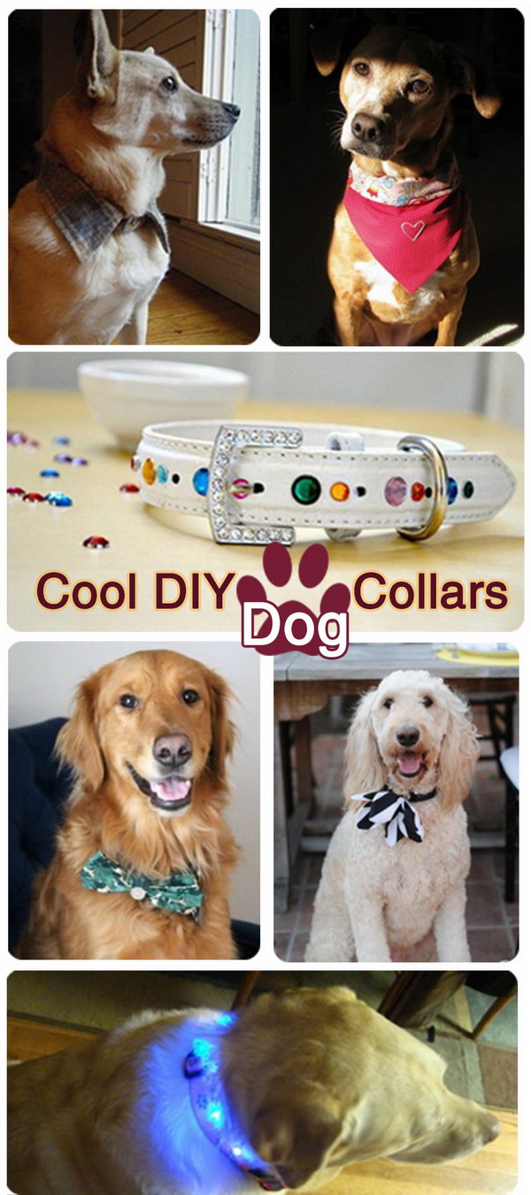 Cool DIY Dog Collars!