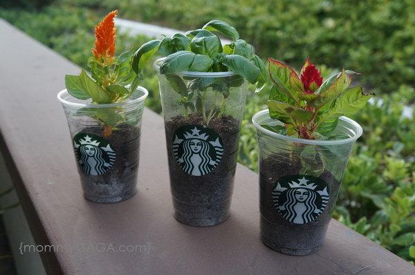 Upcycled starbucks frappuccino cup planters.