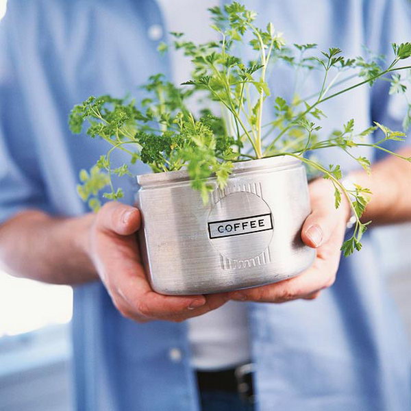 Indoor herb garden from kitchen canisters.
