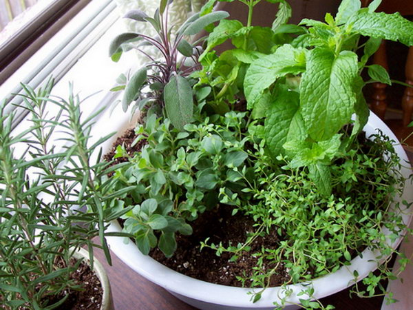 Make a one-pot indoor herb garden.