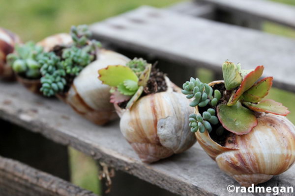 Snail shells garden.