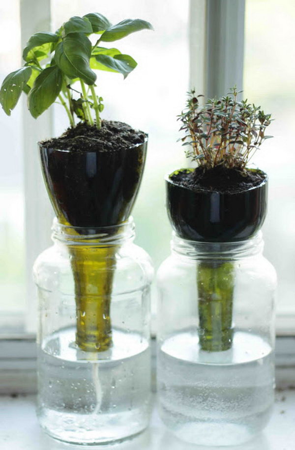 Self watering glass bottle planters.