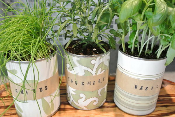 Indoor tin can herb garden.