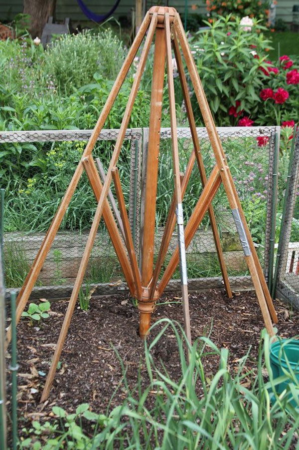 Veggie support trellis from old outdoor umbrella.