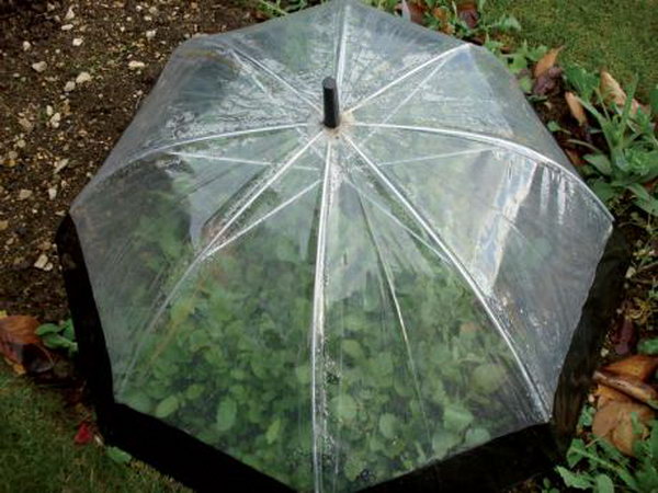Recycle an old umbrella into a fold-away cloche.