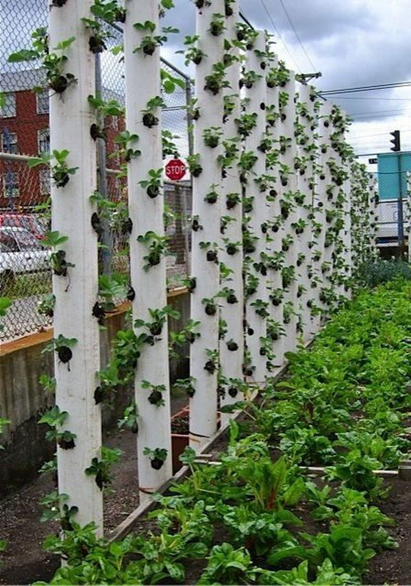Vertical strawberry tube planter. It allows plants to extend upward rather than grow along the surface of the garden. Doesn’t take a lot of space and look so beautiful at the same time.