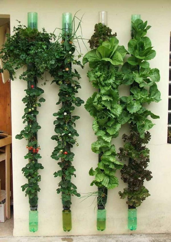 Vertical veggie garden. It allows plants to extend upward rather than grow along the surface of the garden. Doesn’t take a lot of space and look so beautiful at the same time.