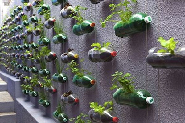 Vertical garden with recycled pet bottles. It allows plants to extend upward rather than grow along the surface of the garden. Doesn’t take a lot of space and look so beautiful at the same time.