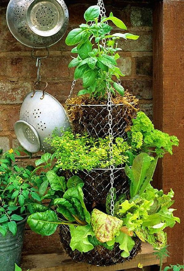 Hanging basket. It allows plants to extend upward rather than grow along the surface of the garden. Doesn’t take a lot of space and look so beautiful at the same time.