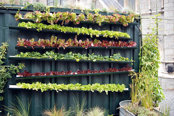 Real live vertical farm. It allows plants to extend upward rather than grow along the surface of the garden. Doesn’t take a lot of space and look so beautiful at the same time.