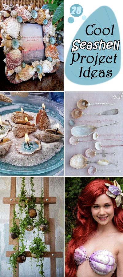 Cool Seashell Projects & Ideas! 
