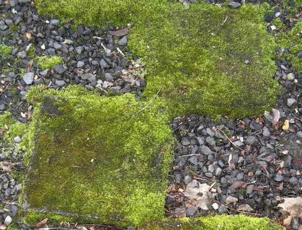 Balmer Moss Stepping Stones. Not only functional but also can be used to decorate your garden. Make the walk in your garden more exciting and fun.