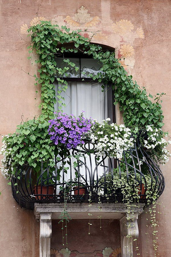 White and purple petunias along with other vined plants cascade from the wrought iron balcony. 