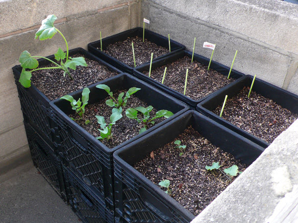 Milk crate container gardening for small space. 
