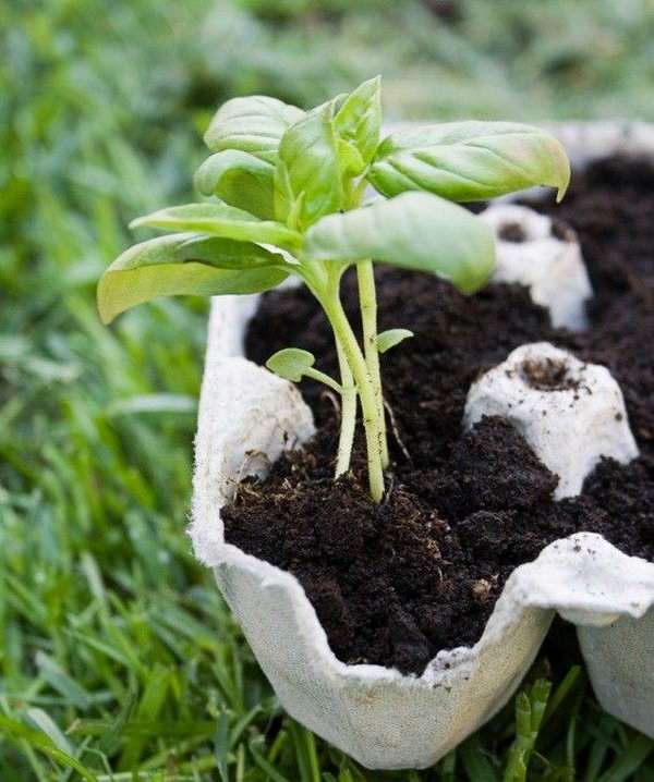 Used egg cartons are excellent for tiny planters which can bring you fresher air.