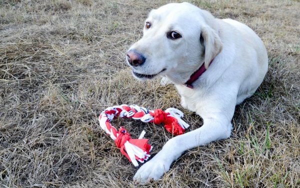DIY T-Shirt Dog Toy. With your old T-shirt at home to make a quick and easy toy like this or a soft ball to entertain your pet. Here's the tutorial. 
