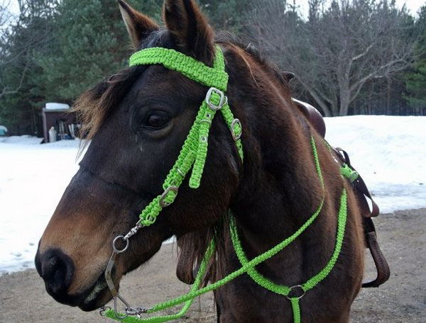  Horse Halter and Bridle 