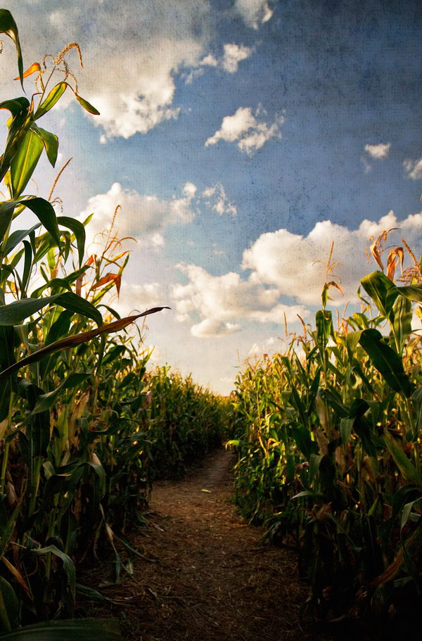 Get Lost in a Cornfield. It's so fun to get lost together in a corn maze. You can also have a race about picking corns.