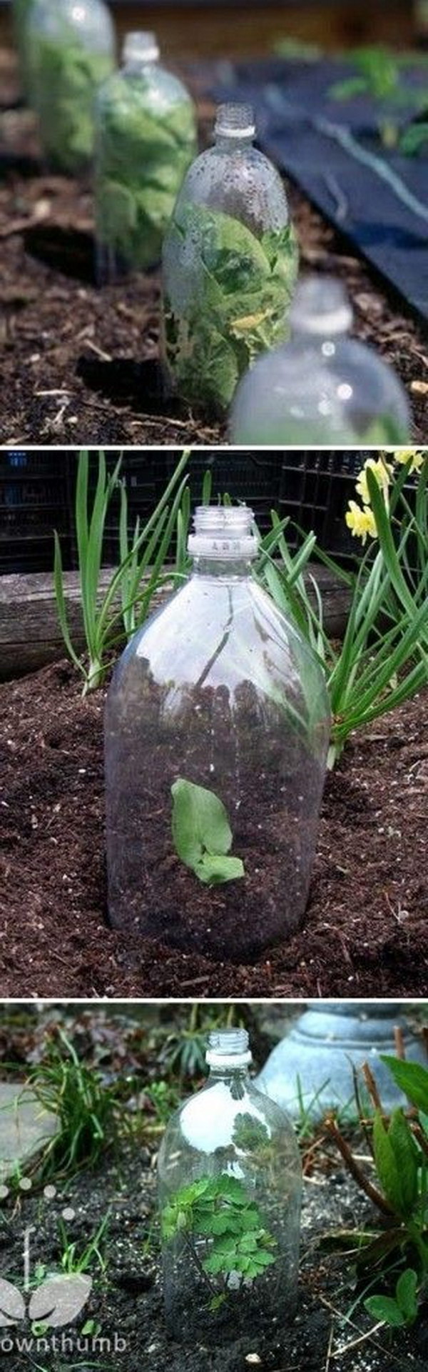 Or Create a Mini Greenhouse Using 2-liter Soda Bottles 