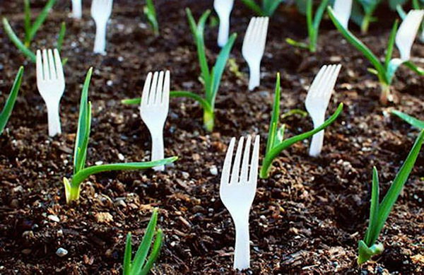 Use Plastic Forks in Garden to Keep out Animals  