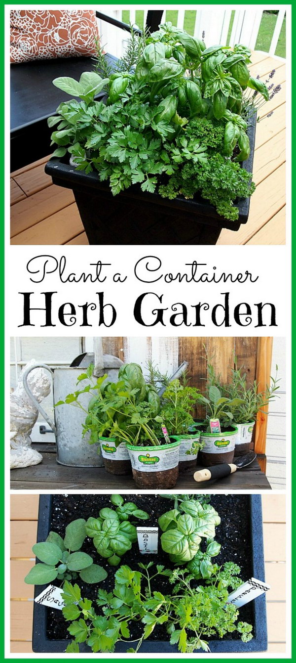 Planting a One Pot Container Herb Garden 