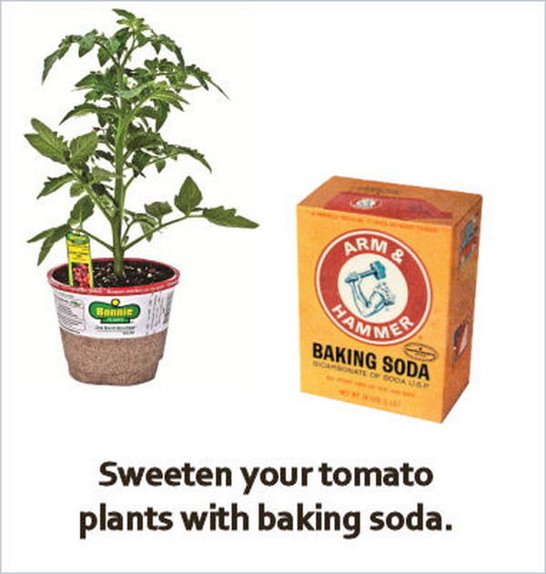 Make Vine Tomatoes Less Tart by Adding Baking Soda to the Soil 