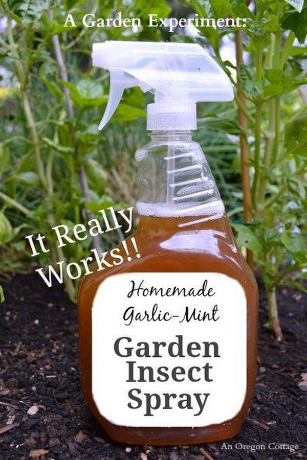 DIY Organic Insect Spray from Natural Ingredients 