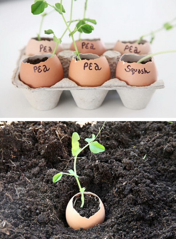 Eggshells Make the Perfect Indoor Seedling Starters 