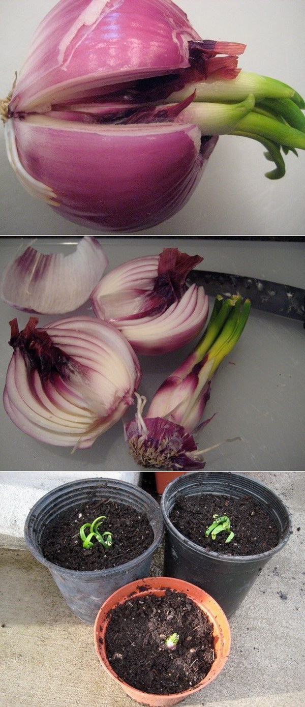 Divide and Plant Your Sprouted Onions  