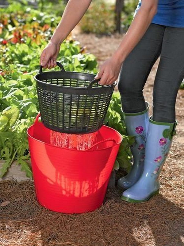 Rinse Veggies Right in the Garden and Then Re-Use the Water on the Plants 