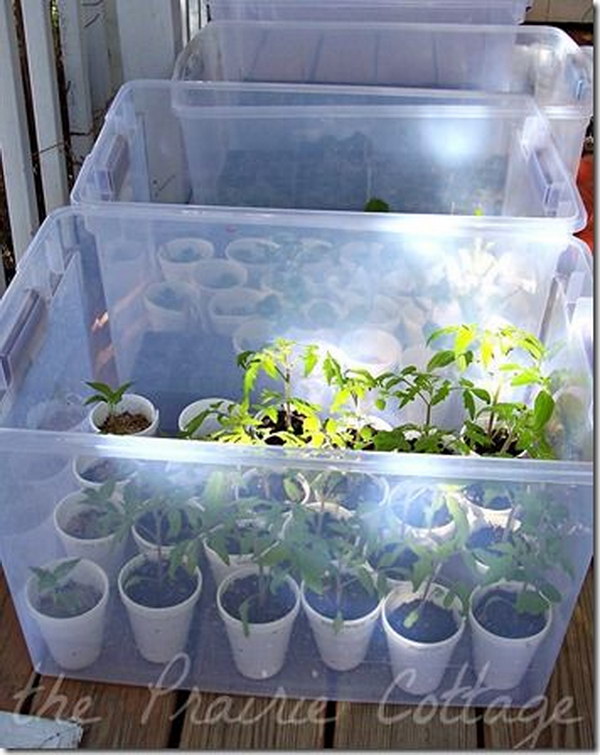 Create a Mini Greenhouse with the Help of Plastic Storage Containers 