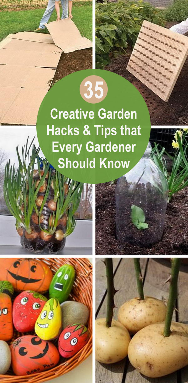 35+ Creative Garden Hacks & Tips That Every Gardener Should Know. 