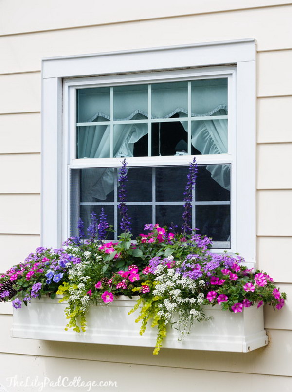 Gorgeous Window Box. 