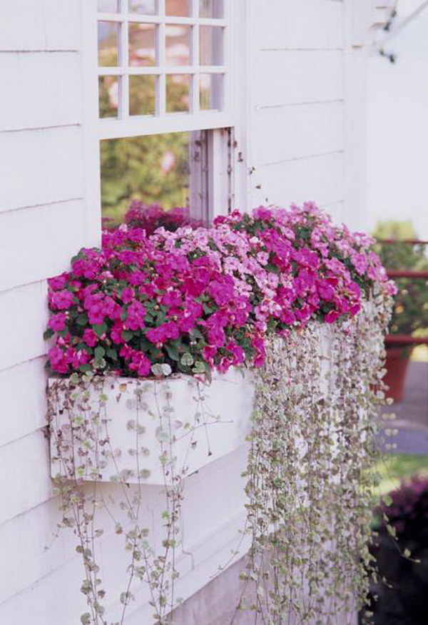 Window Box Plants For Shady Spots. 