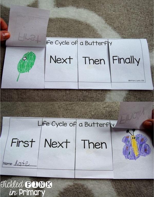 Flip Book For The Sequencing Of A Butterfly Life Cycle. 