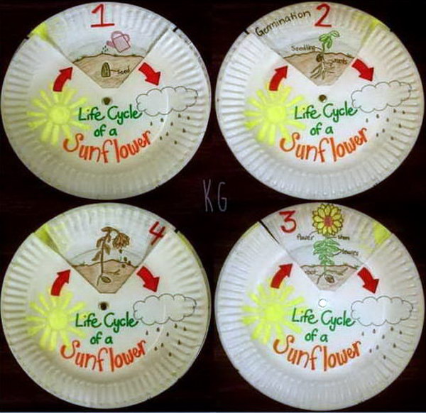 Paper Plate Plant Life Cycle Spinner. 