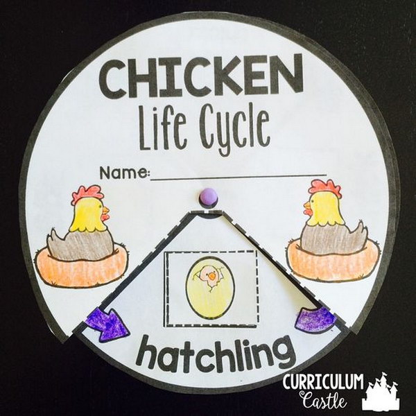 Chicken Life Cycle Interactive Wheel. 